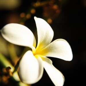 flower plumeria frangipani yellow 166767